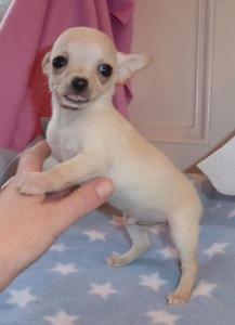 Chihuahua Puppies For Sale