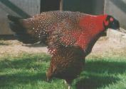 Tragopans pheasants fowls for sale in Gauteng, Benoni Tragopans pheasants fowls for sale in Gauteng, Benoni