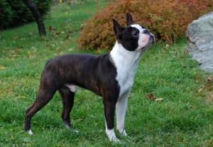 Boston Terrier