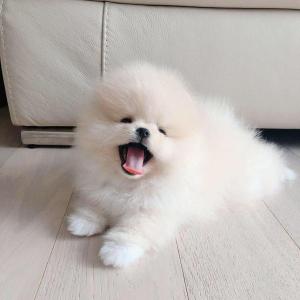 Male and Female active playful Pomeranian puppies
