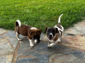 Beautiful jack russell puppies 8 weeks in Gauteng, Benoni Beautiful jack russell puppies 8 weeks in Gauteng, Benoni